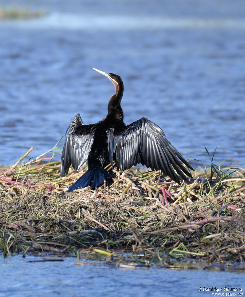 Anhinga d'Afrique