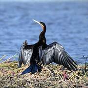 African Darter