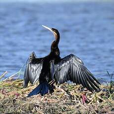 Anhinga d'Afrique