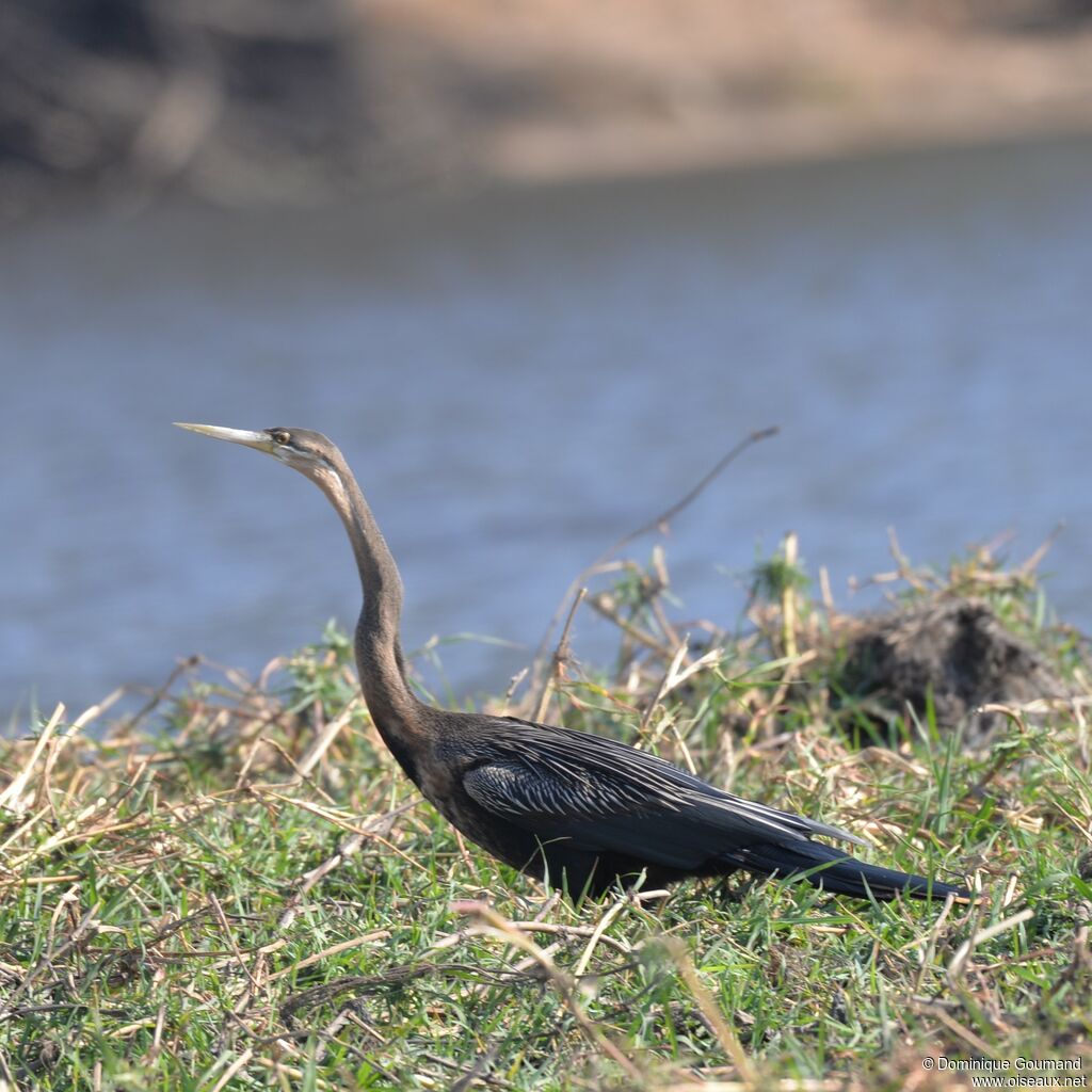 Anhinga d'Afrique