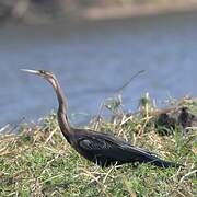 African Darter