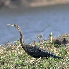 Anhinga d'Afrique