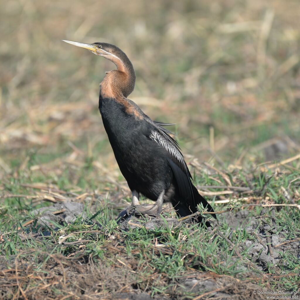 Anhinga d'Afrique