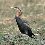 Anhinga d'Afrique