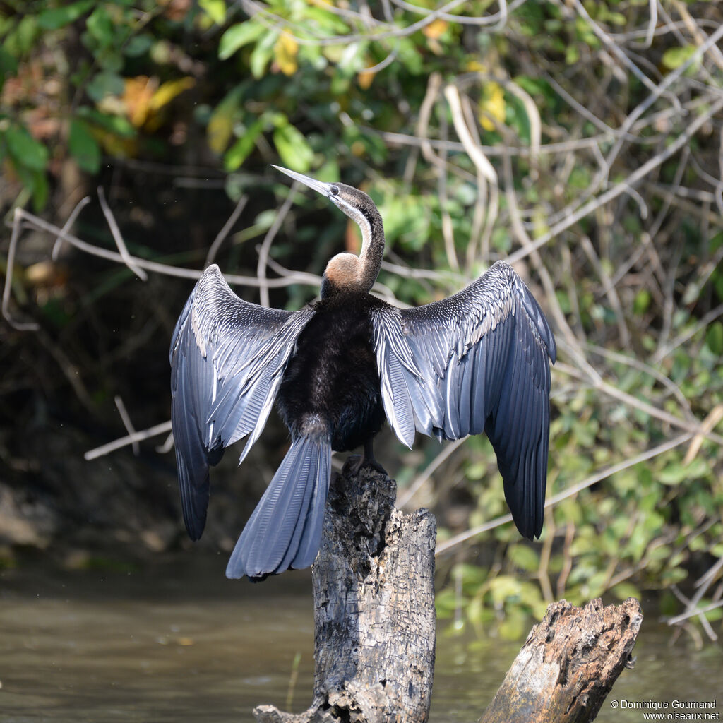 Anhinga d'Afriqueadulte, identification