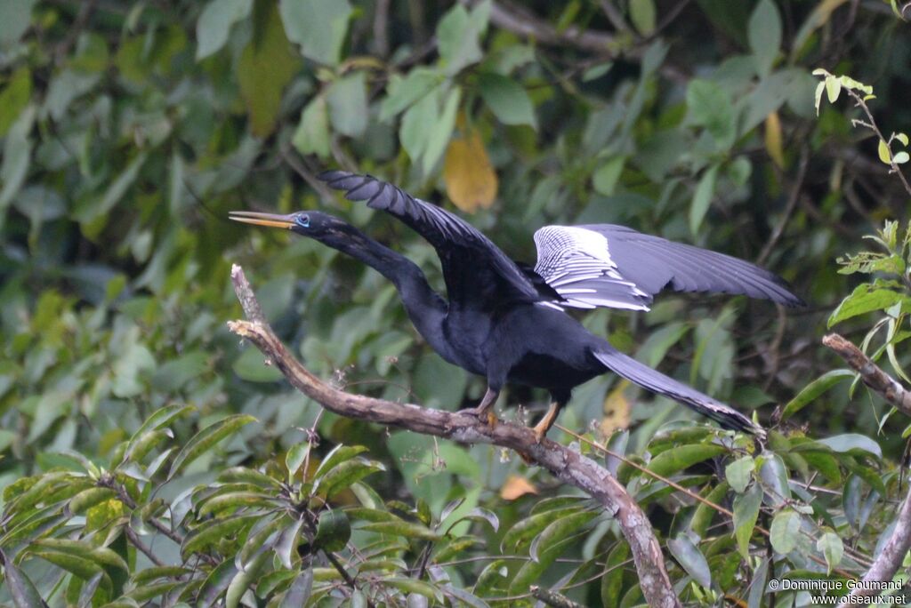 Anhinga d'Amérique mâle adulte