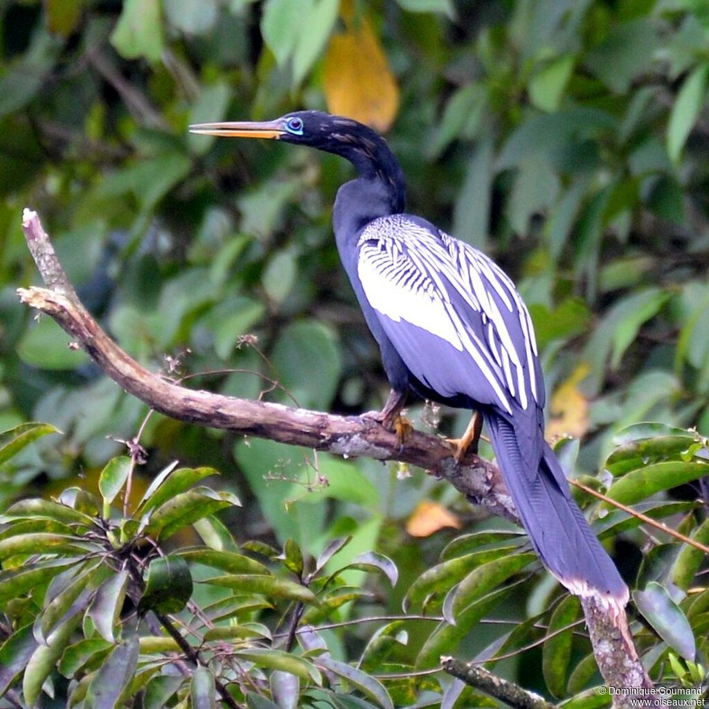 Anhinga d'Amérique mâle adulte