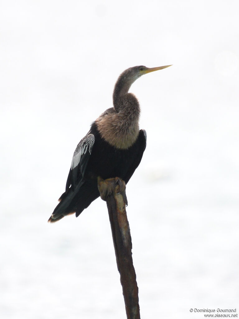 Anhinga d'Amérique femelle adulte, identification