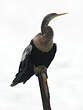 Anhinga d'Amérique
