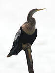 Anhinga d'Amérique
