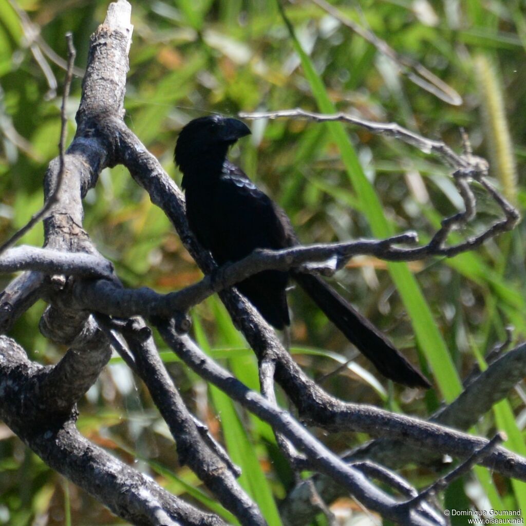 Groove-billed Aniadult