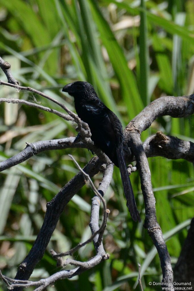 Groove-billed Aniadult