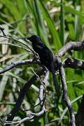 Groove-billed Ani