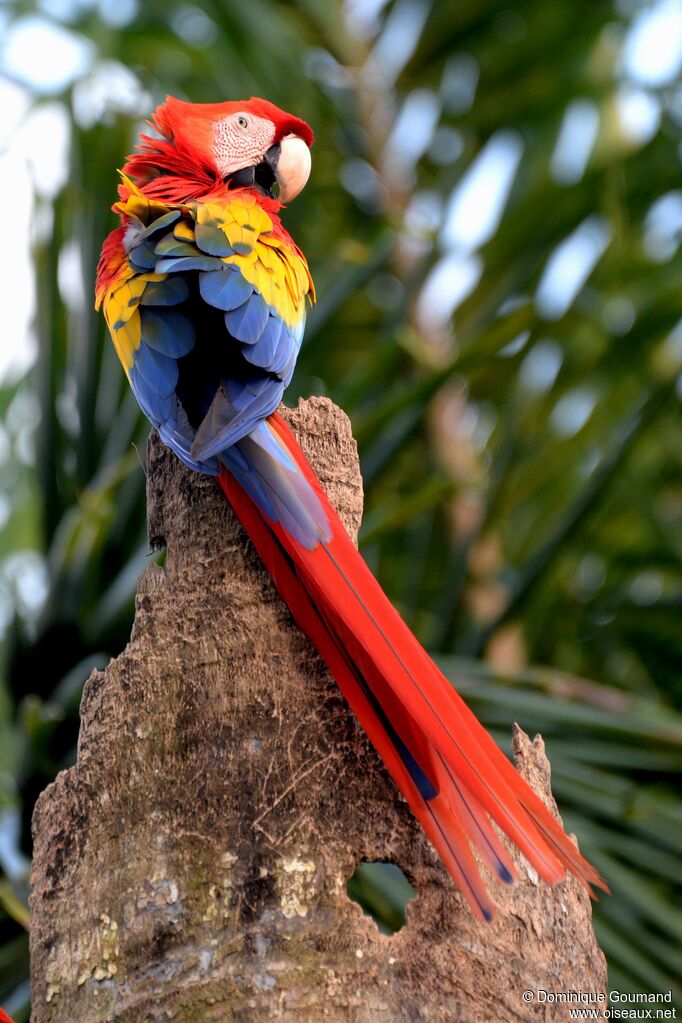 Scarlet Macawadult