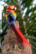 Scarlet Macaw