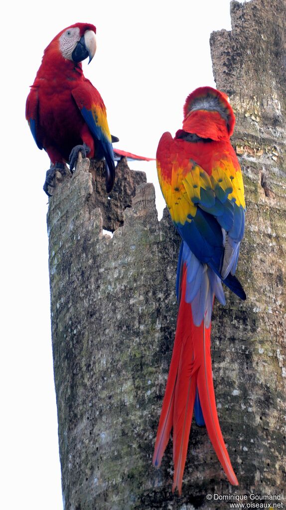 Scarlet Macawadult