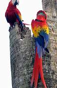 Scarlet Macaw