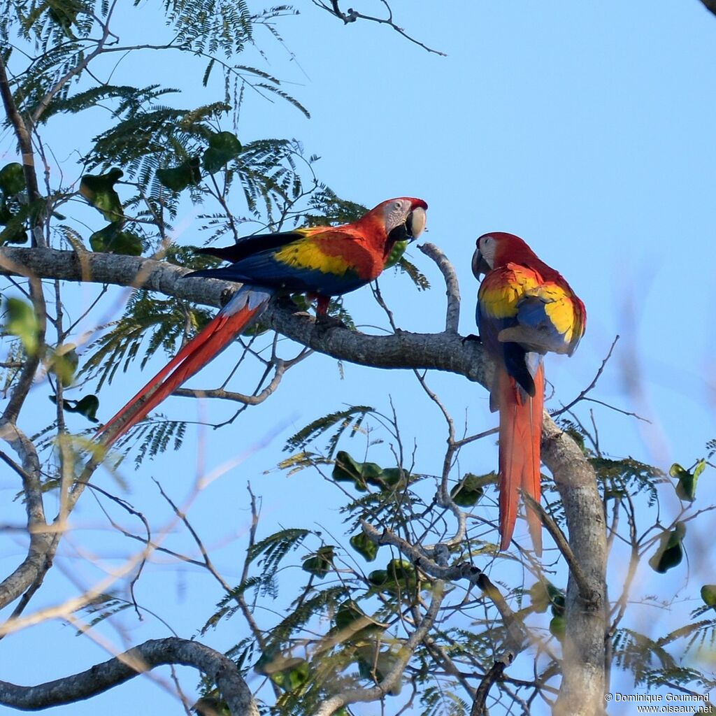 Scarlet Macawadult