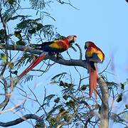 Scarlet Macaw