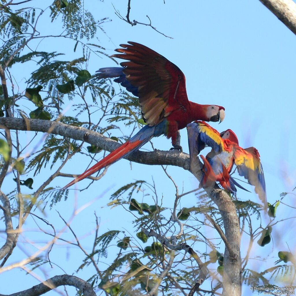 Scarlet Macawadult