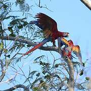 Scarlet Macaw