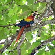 Scarlet Macaw