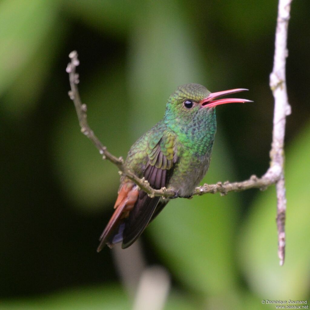 Rufous-tailed Hummingbirdadult