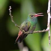 Rufous-tailed Hummingbird