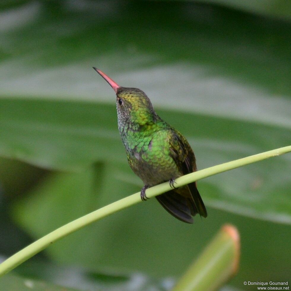 Rufous-tailed Hummingbirdadult