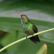 Rufous-tailed Hummingbird