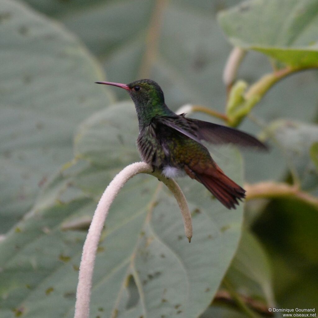 Rufous-tailed Hummingbirdadult