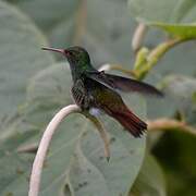 Rufous-tailed Hummingbird