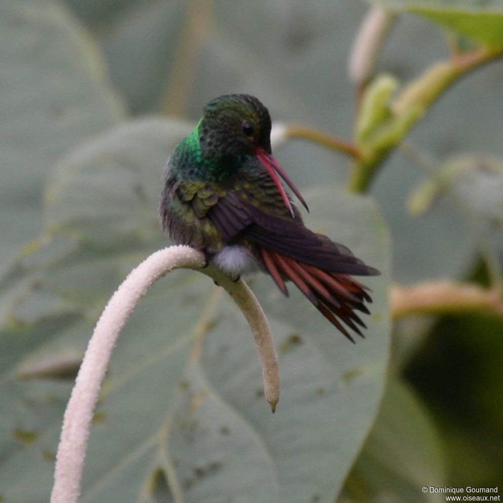 Rufous-tailed Hummingbirdadult