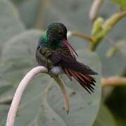 Rufous-tailed Hummingbird