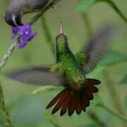 Rufous-tailed Hummingbird