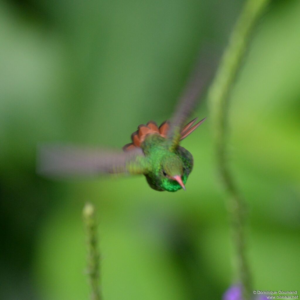 Rufous-tailed Hummingbirdadult