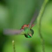 Rufous-tailed Hummingbird