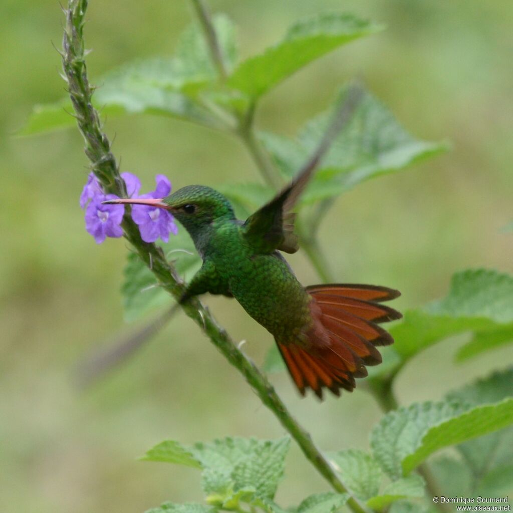 Rufous-tailed Hummingbirdadult