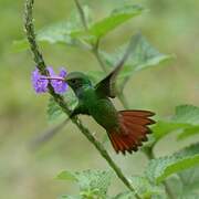 Rufous-tailed Hummingbird