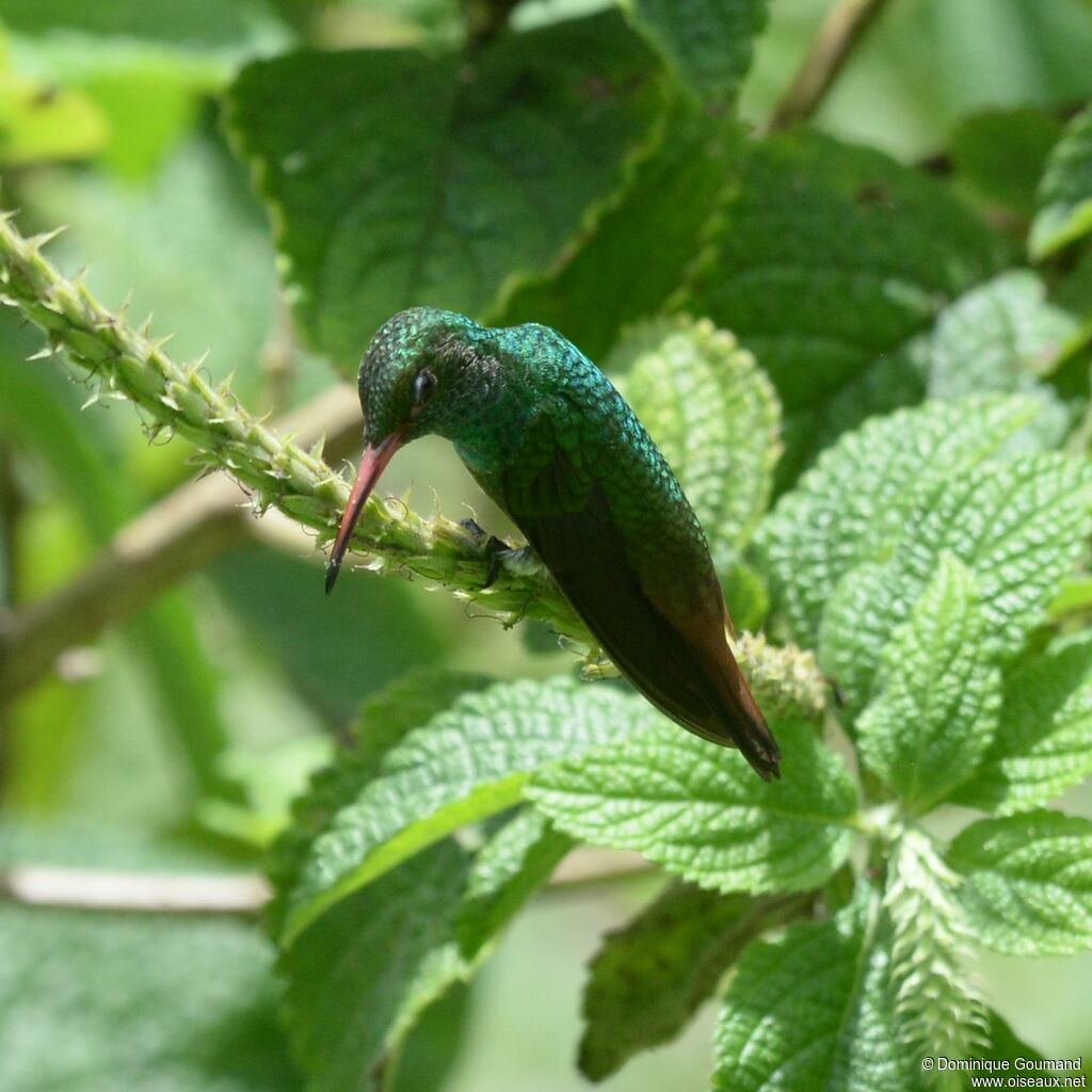 Rufous-tailed Hummingbirdadult