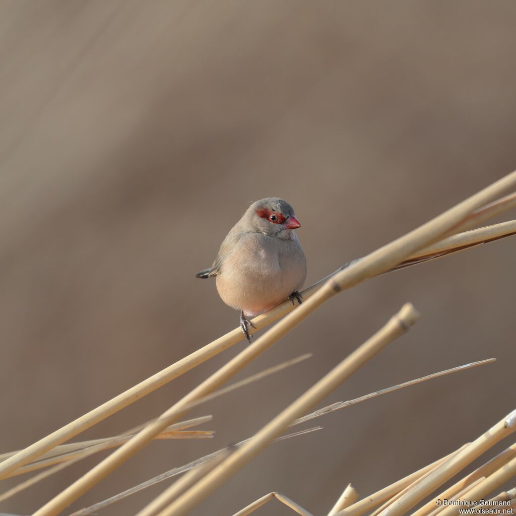 Black-rumped Waxbill