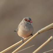 Black-rumped Waxbill