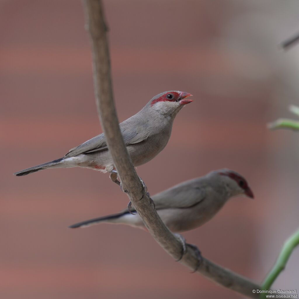 Black-rumped Waxbill