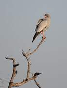 Pale Chanting Goshawk