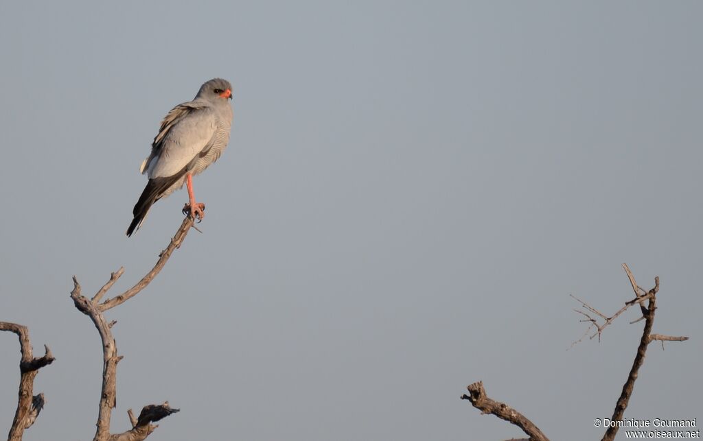 Pale Chanting Goshawk