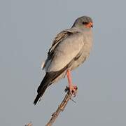 Pale Chanting Goshawk