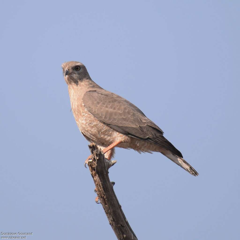 Autour sombrejuvénile, identification