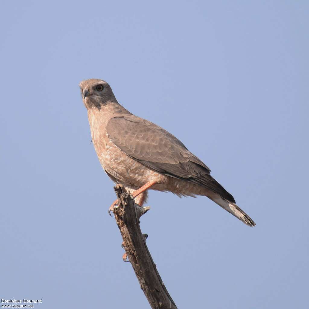 Dark Chanting Goshawkjuvenile