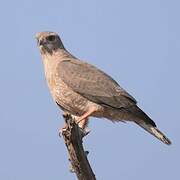 Dark Chanting Goshawk