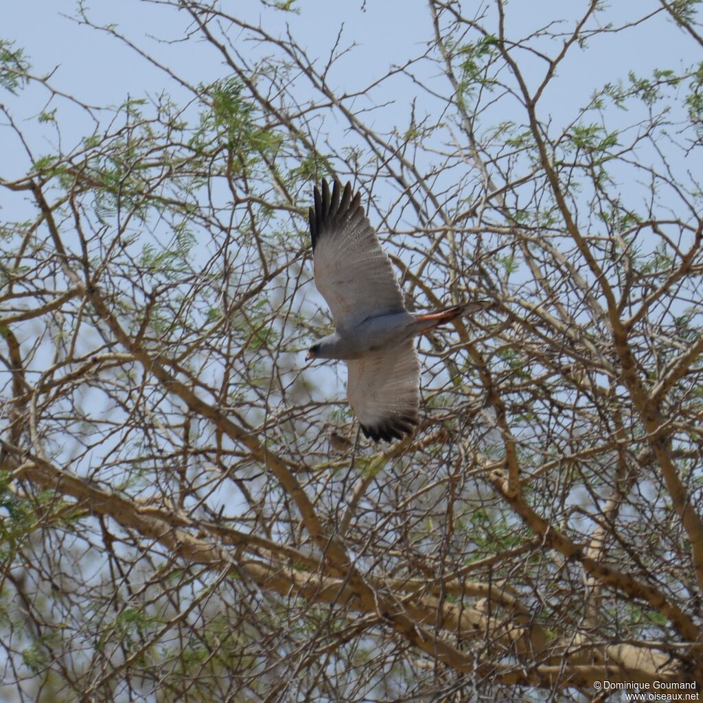 Dark Chanting Goshawk